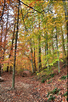 Fall colors, Gunpowder State Park, Jerusalem Mill Area